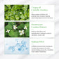 Green Tea Fresh Sunscreen - 45ml-Dr.Althea-Noura Skincare