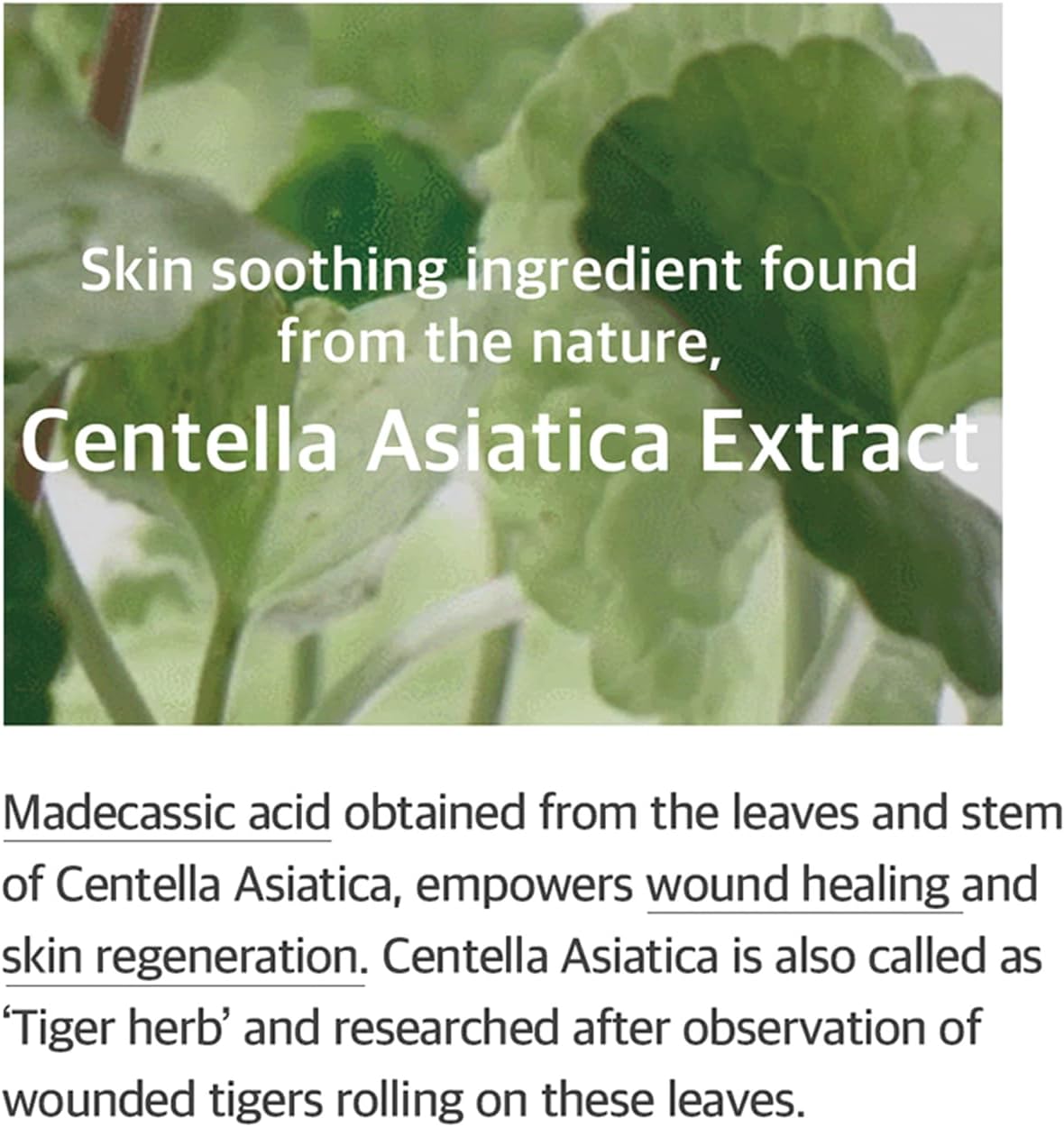 Soondy Centella Asiatica Essence - 100ml-mixsoon-Noura Skincare