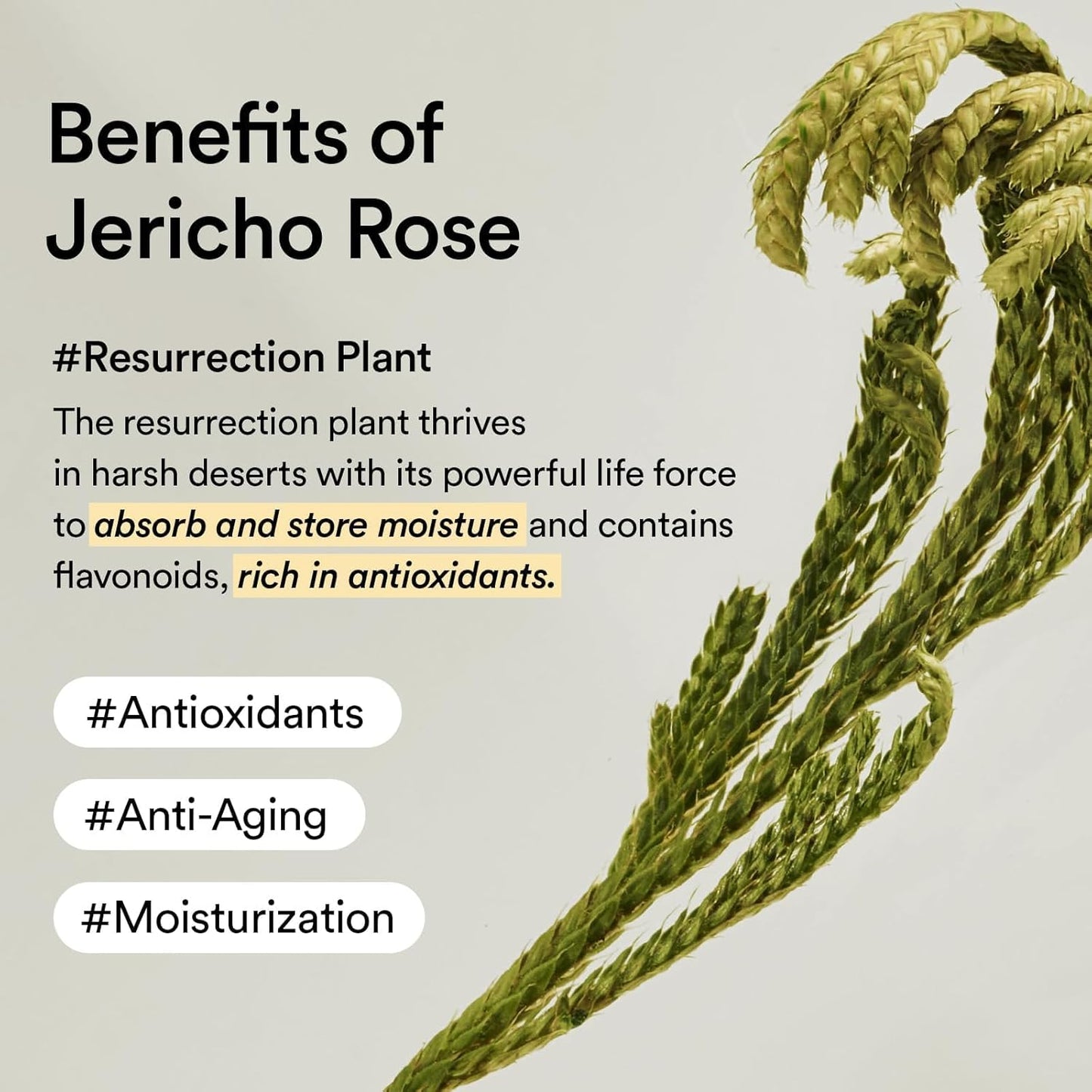 Collagen Eye Patch Jericho Rose Jelly - 60pcs-Abib-Noura Skincare